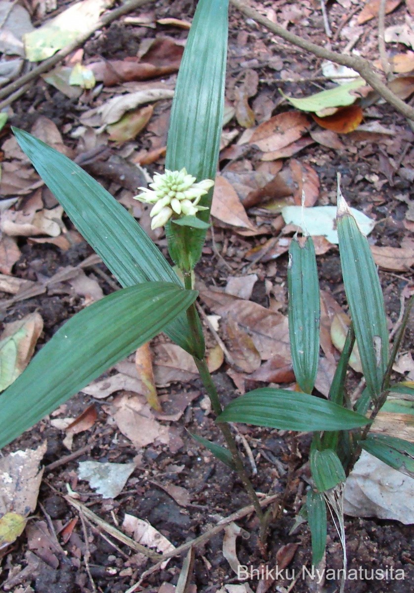 Tropidia thwaitesii Hook.f.